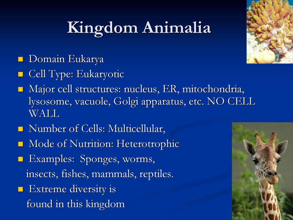 Classification Of Living Things Ppt Download