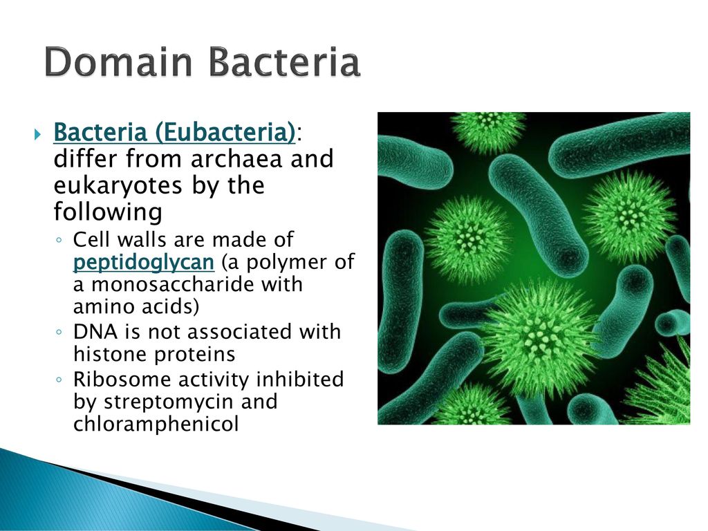 Domain Bacteria Bacteria (Eubacteria): differ from archaea and eukaryotes by the following.