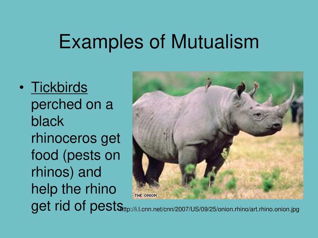 or- How Animals Get Along - ppt download