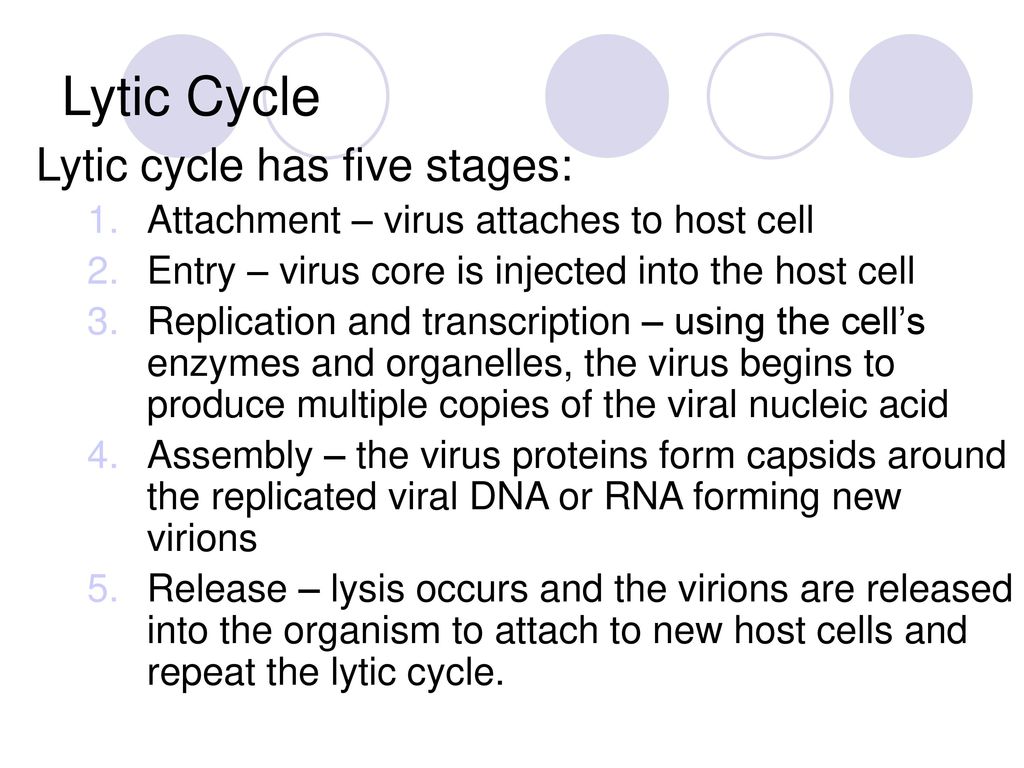 Bacteria and Viruses Biology Chapter ppt download