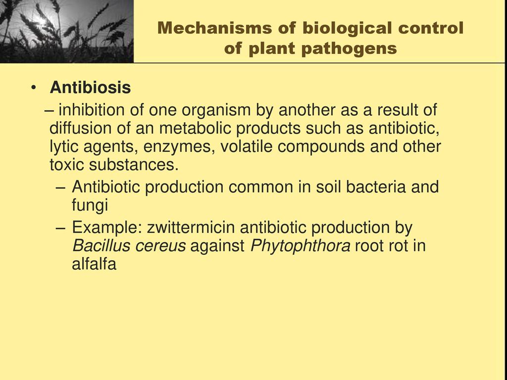 biocontrol agents antibiotics