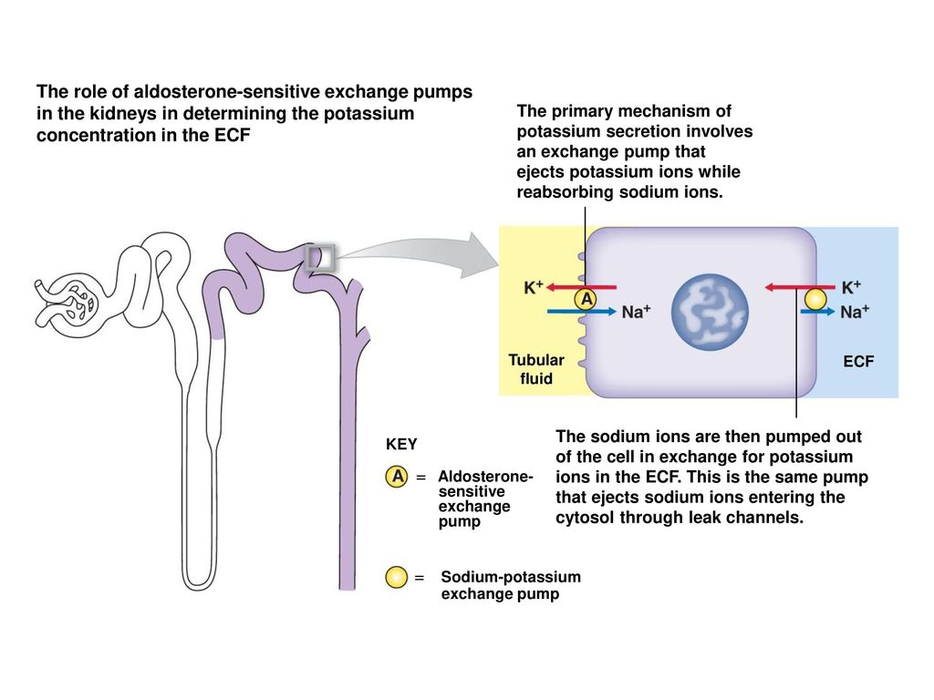 The role of aldosterone-sensitive exchange pumps in the kidneys in determining the potassium concentration in the ECF