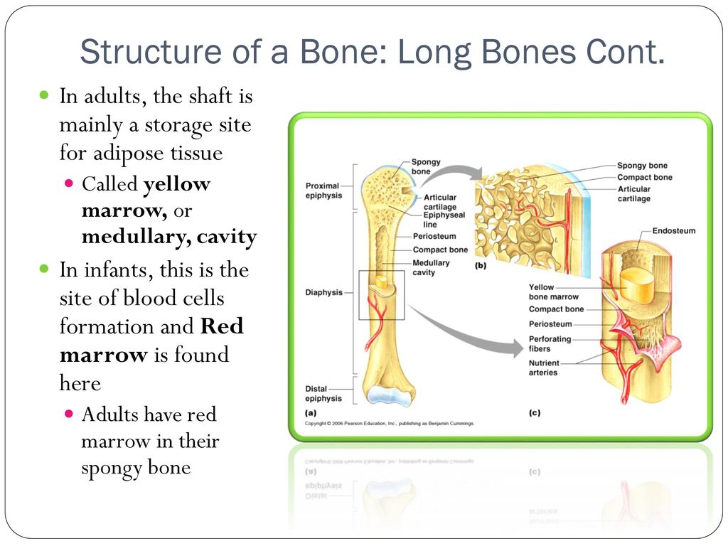 Structure of a Bone: Long Bones Cont.