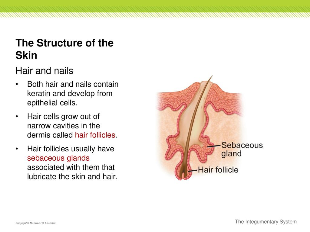 15+ Integumentary System Diagram