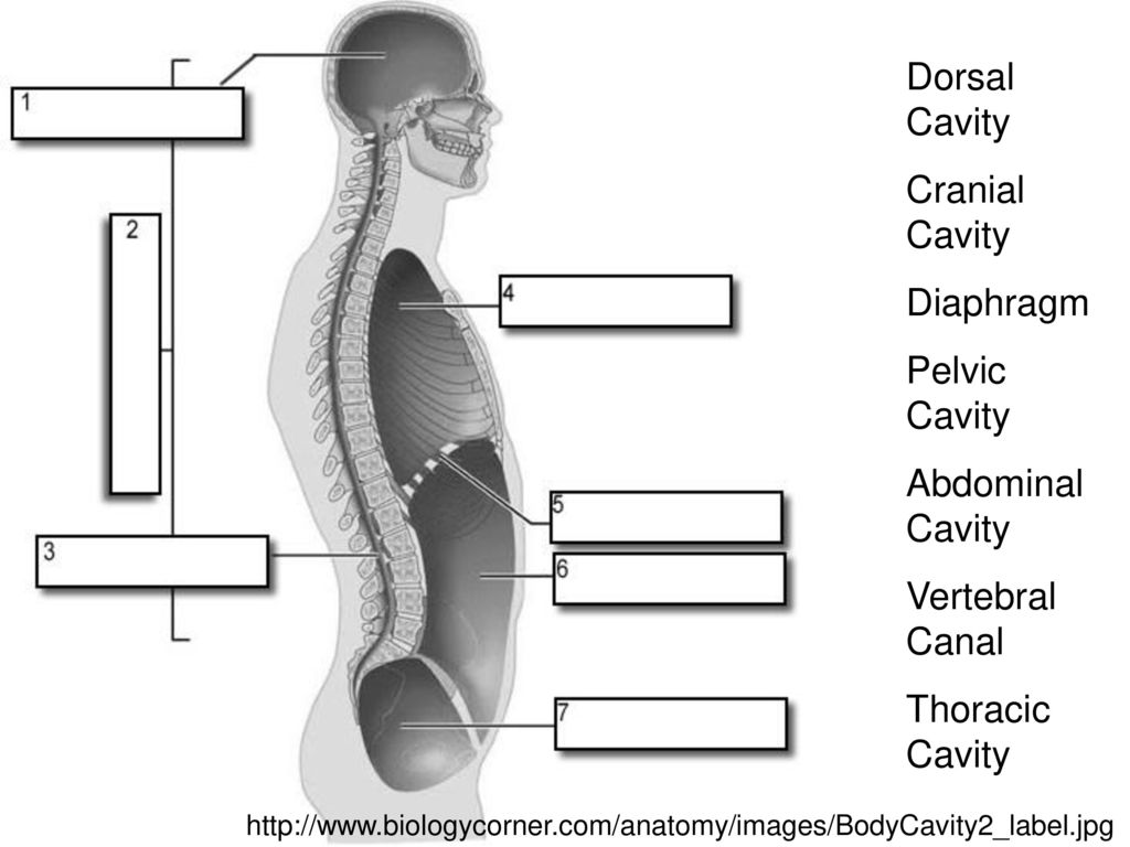 Abdominal Cavity Diagram Blank Biology Diagrams