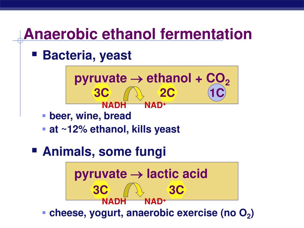 Anaerobic ethanol fermentation