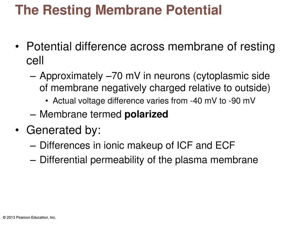 The Resting Membrane Potential