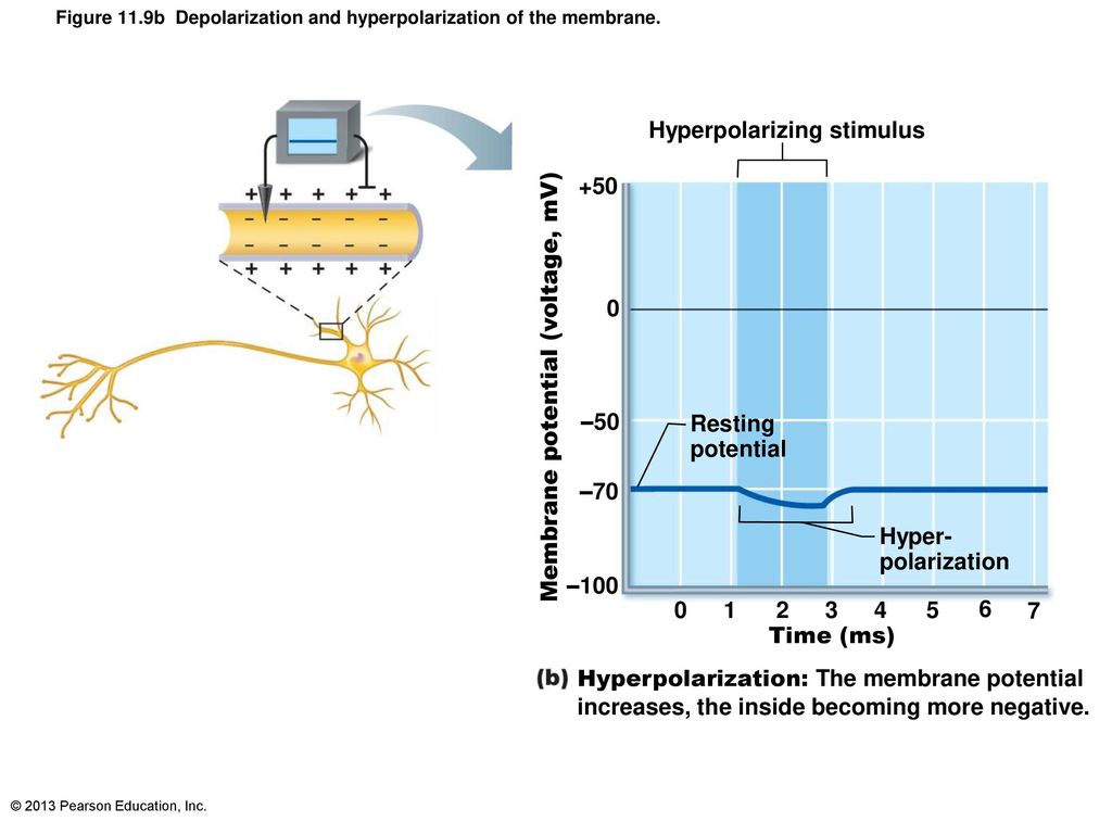 Figure 11.9b Depolarization and hyperpolarization of the membrane.