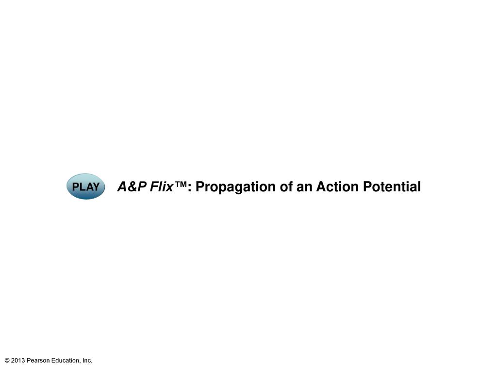 A&P Flix™: Propagation of an Action Potential