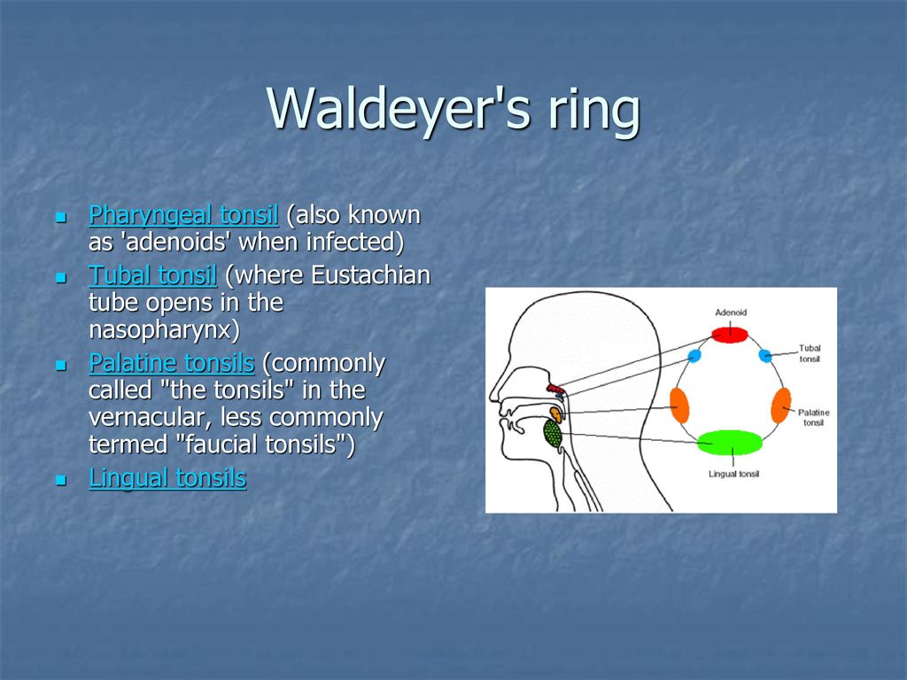 NHL involving the Waldeyer ring. Contrastenhanced axial CT section... |  Download Scientific Diagram