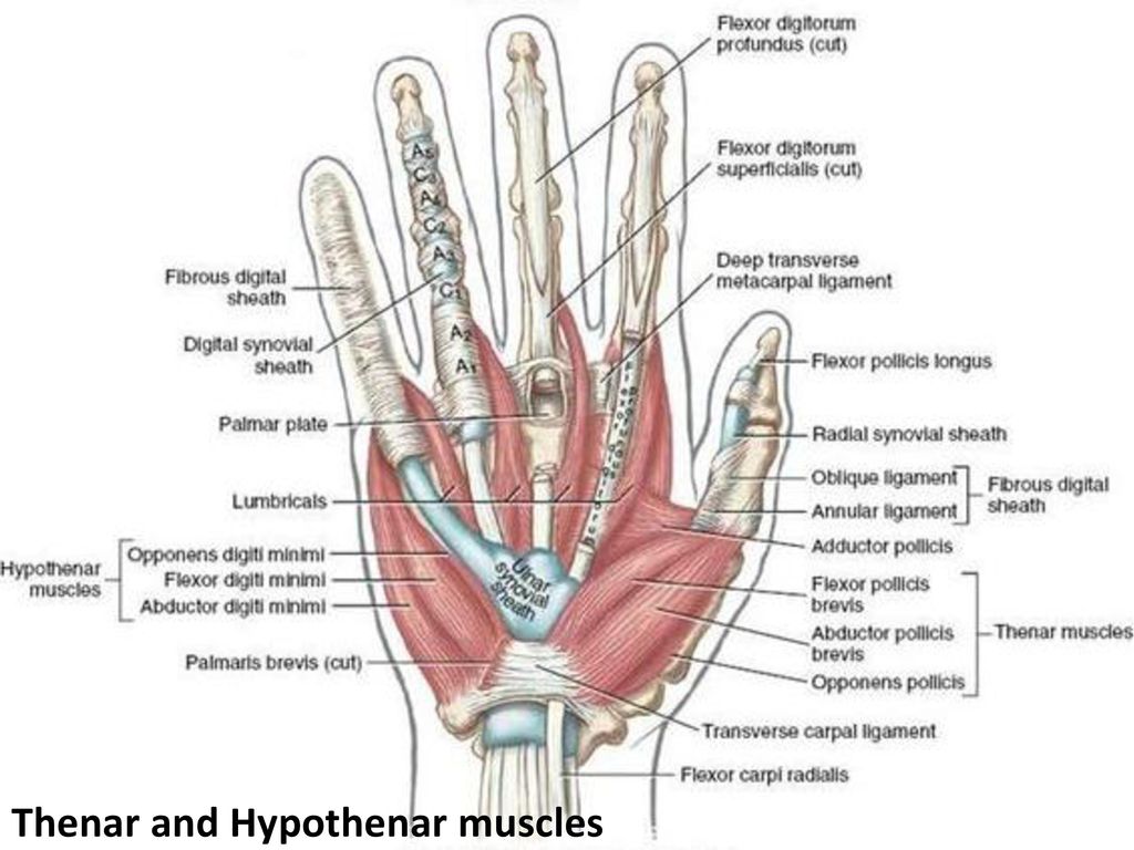 Тенар и гипотенар. Thenar анатомия. Анатомия кисти. Мышцы гипотенара.