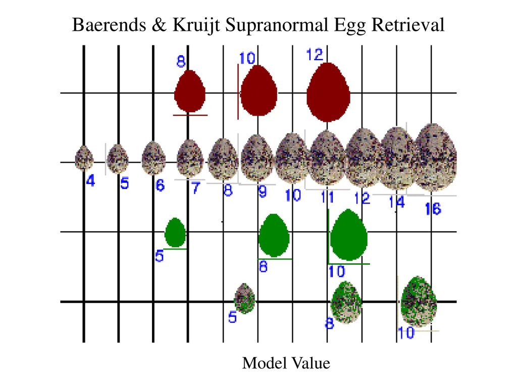 Baerends & Kruijt Supranormal Egg Retrieval