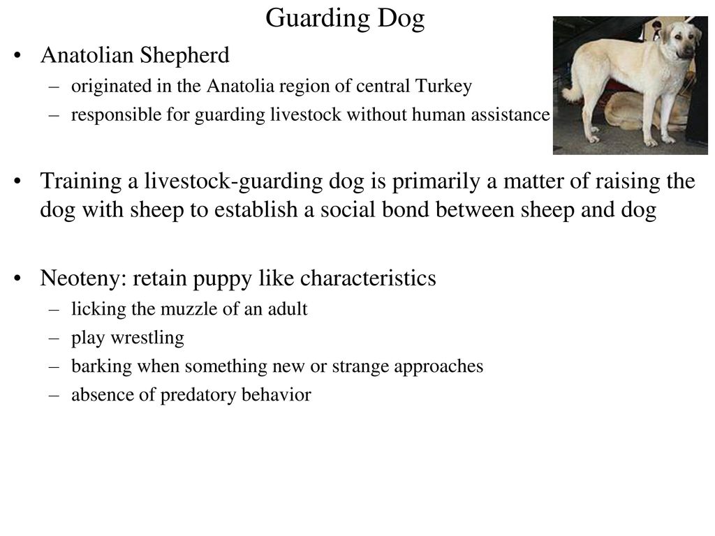 Guarding Dog Anatolian Shepherd