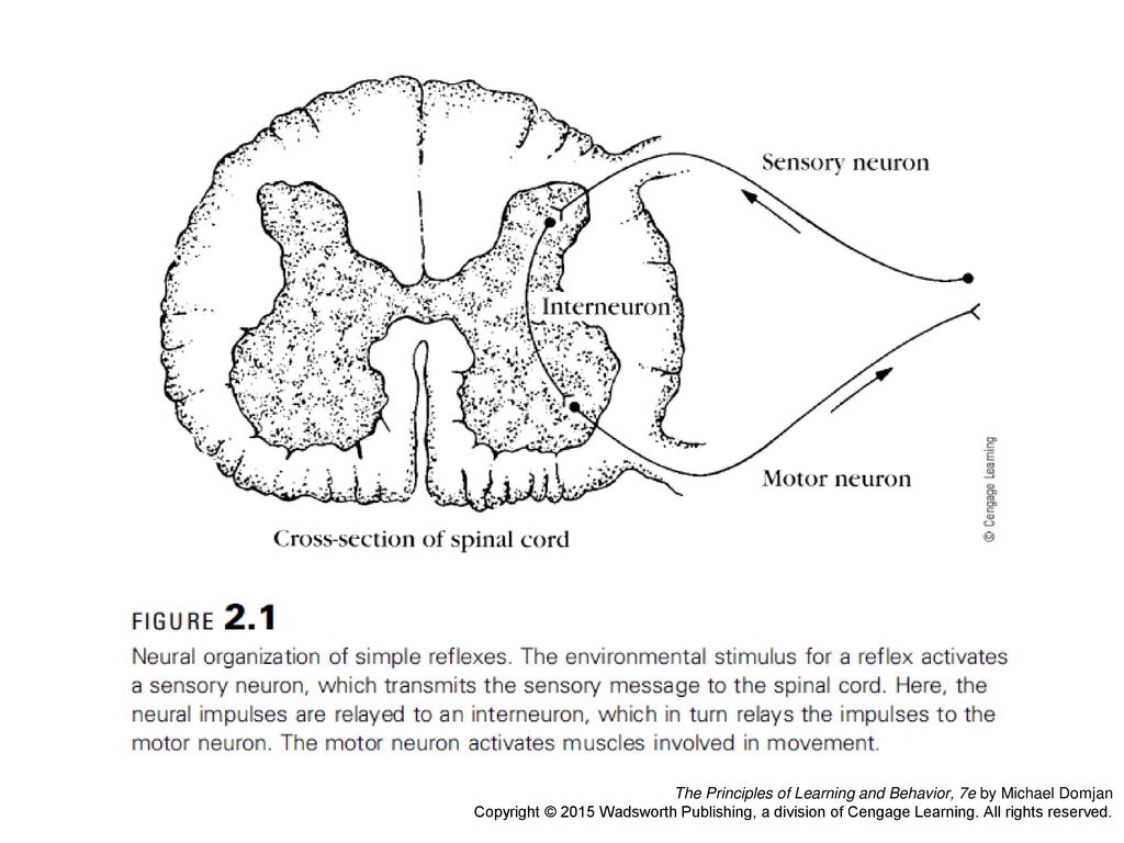 Figure 2. 1 – Neural organization of simple reflexes