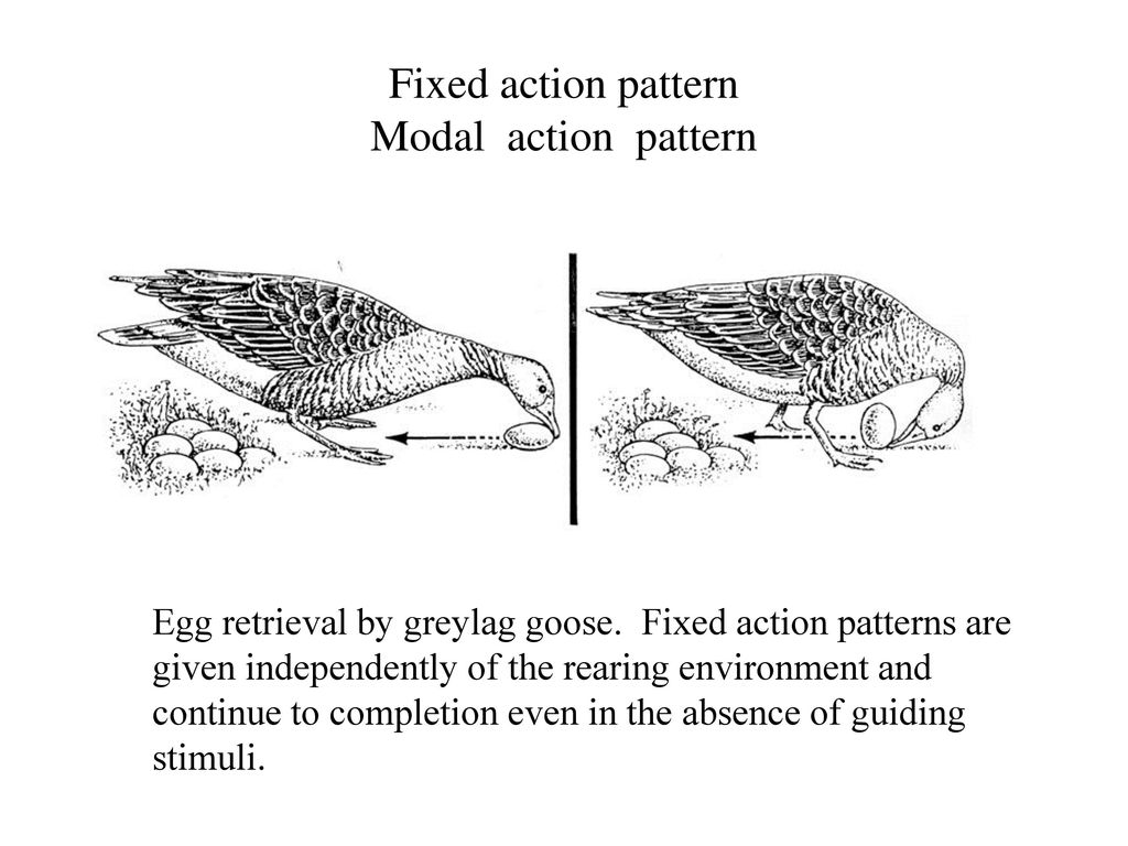 Fixed action pattern Modal action pattern