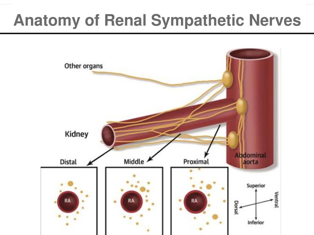 Anatomy of Renal Sympathetic Nerves