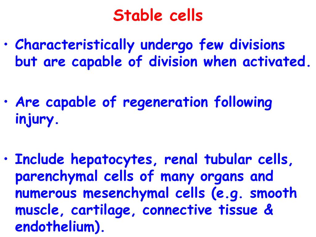 Stable cells Characteristically undergo few divisions but are capable of division when activated. Are capable of regeneration following injury.
