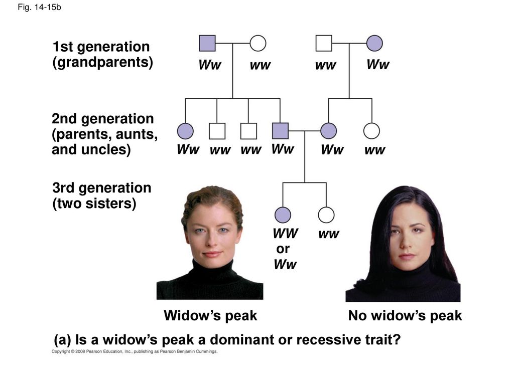 Как Сменить Поколение В Ancestors