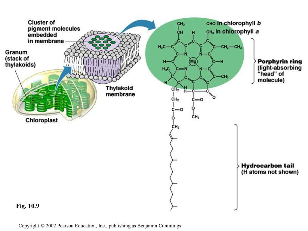 Фотосинтез происходит в клетках содержащих хлорофилл. Строение молекулы хлорофилла. Хлорофилл в мембране. Структура клетки хлорофилл.
