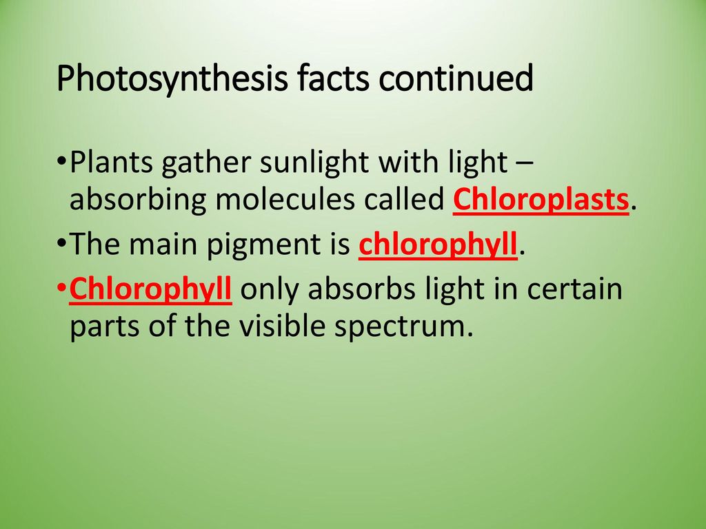 Resultado de imagen para chlorophyll pigment facts