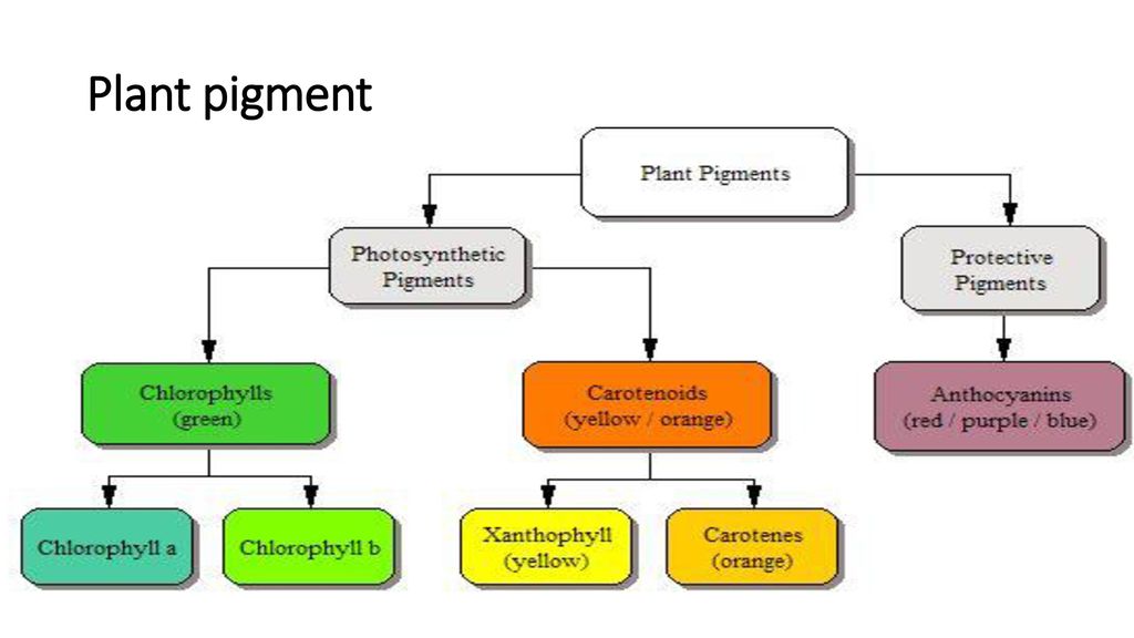 Pigment In Photosynthesis pigment-in-photosynthesis