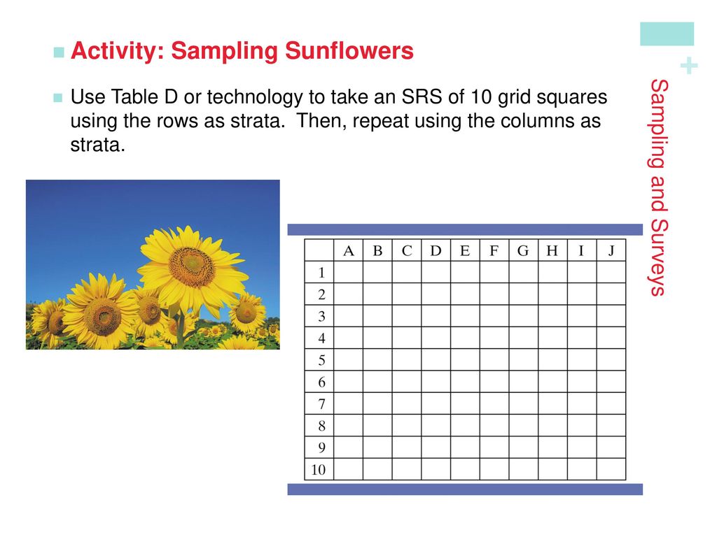 Activity: Sampling Sunflowers