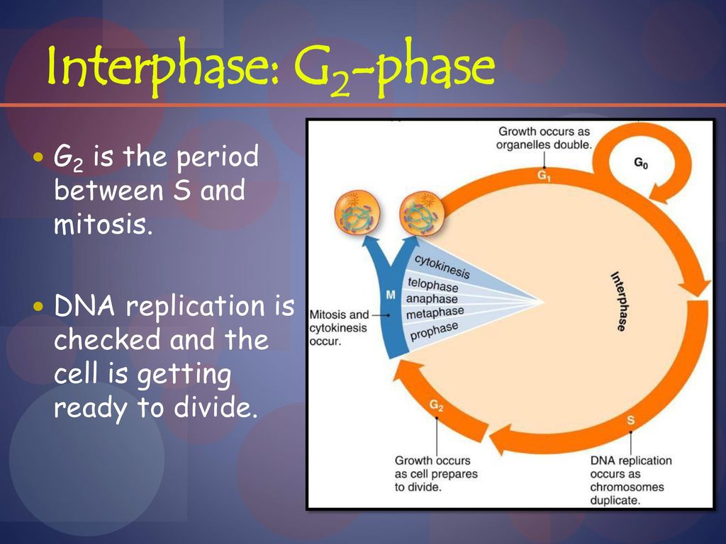 Cell Division & Cancer Day ppt download Biology Diagrams