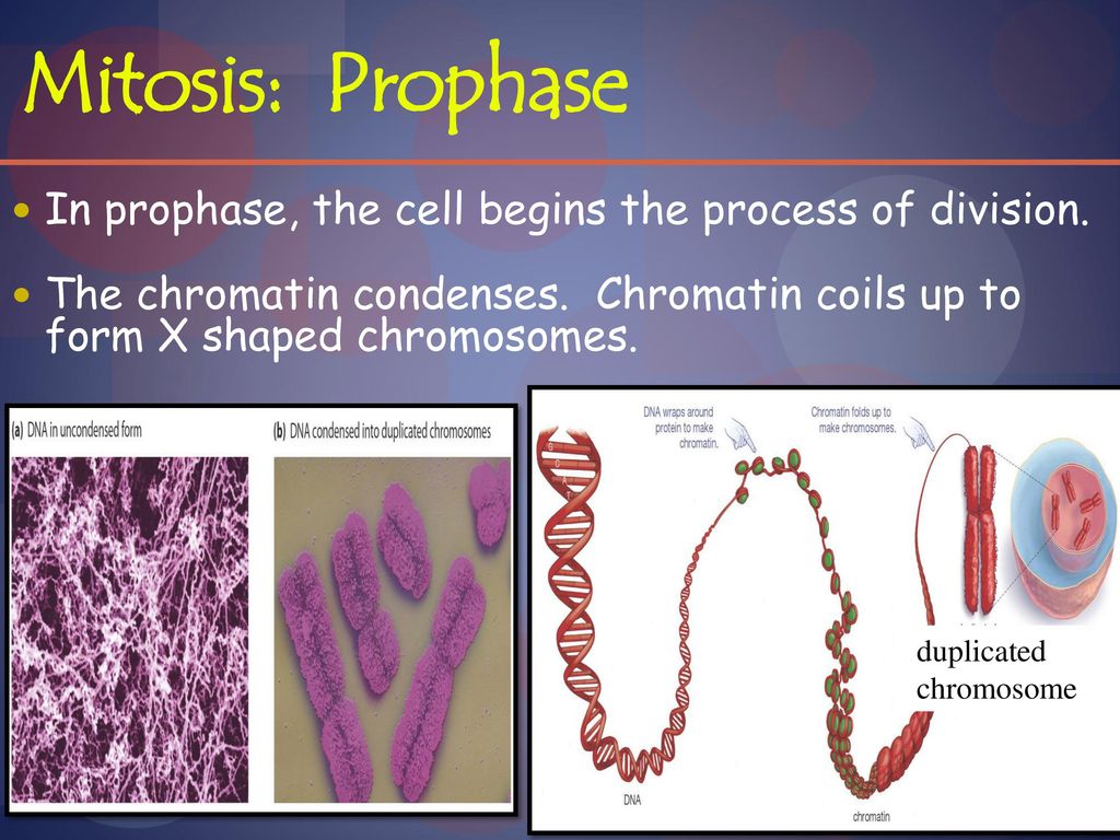 Cell Division & Cancer Day ppt download