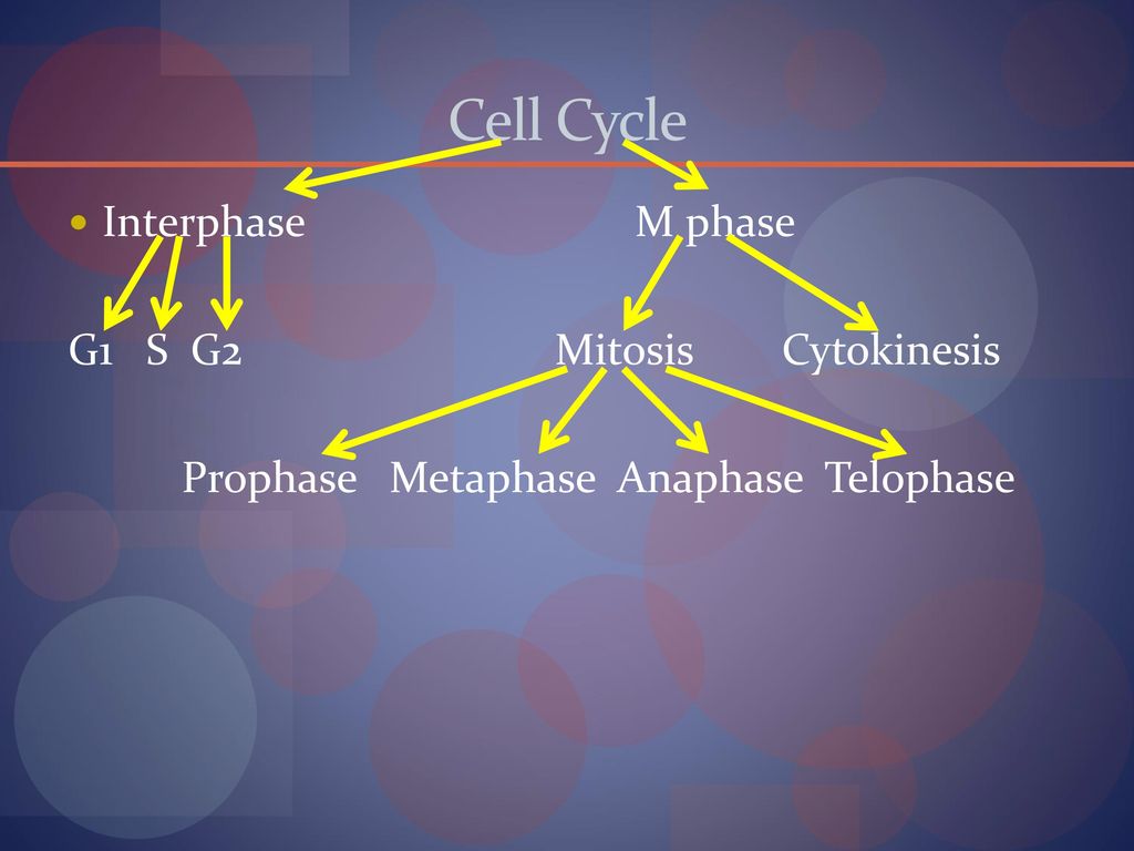 Cell Division & Cancer Day ppt download