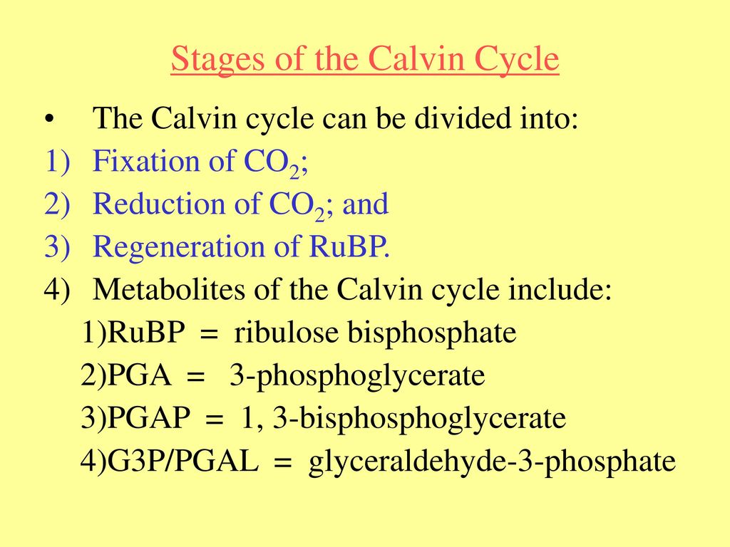 Stages of the Calvin Cycle