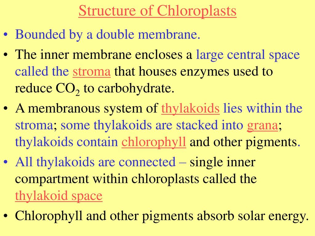 Structure of Chloroplasts