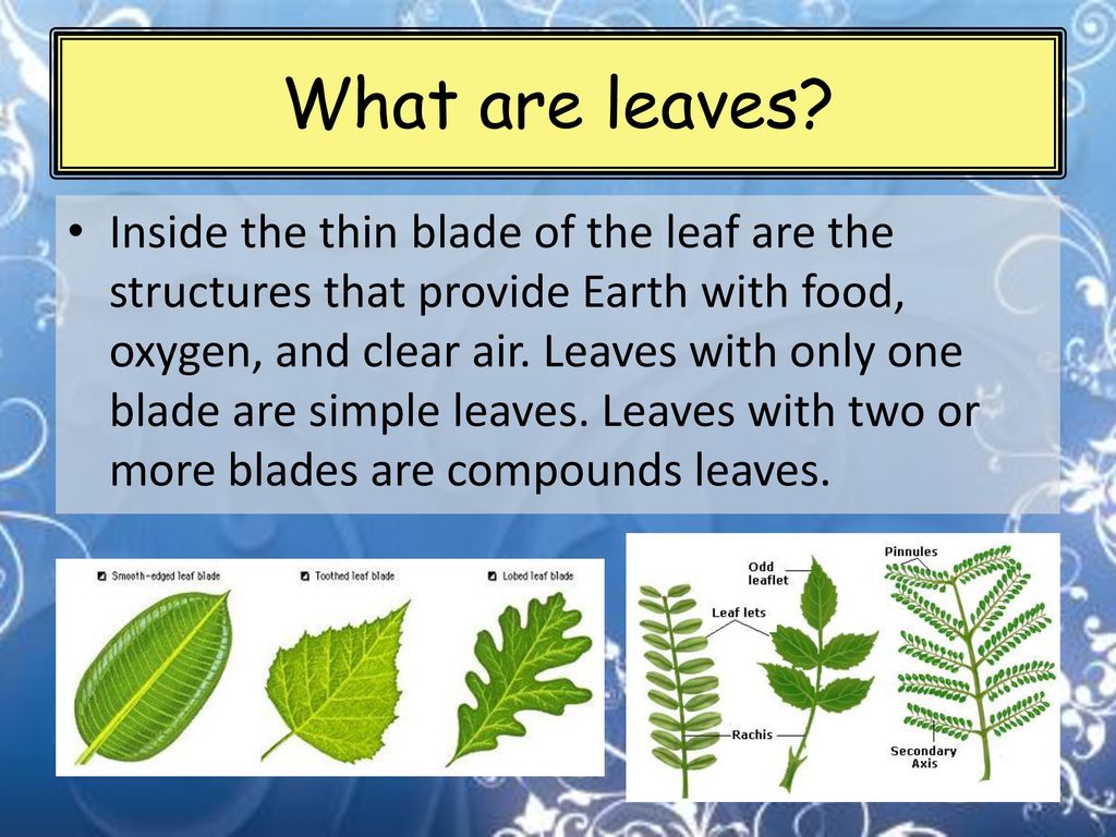 What are leaves?. - ppt download