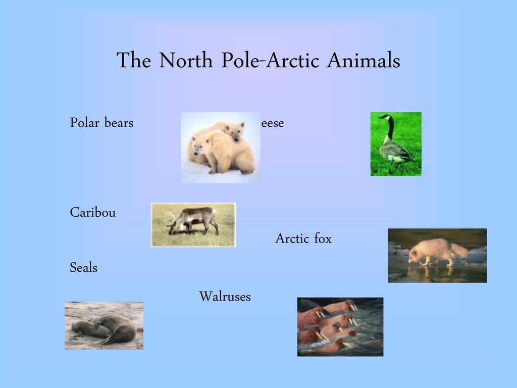 The Polar Habitat By: Ms. Schuster. - ppt download