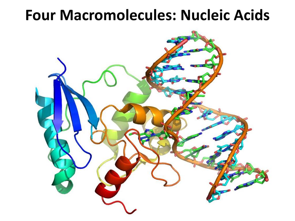 Белковая рнк. Белки ДНК. Белок цепь ДНК. Белков и нуклеиновых кислот. ДНК белка.