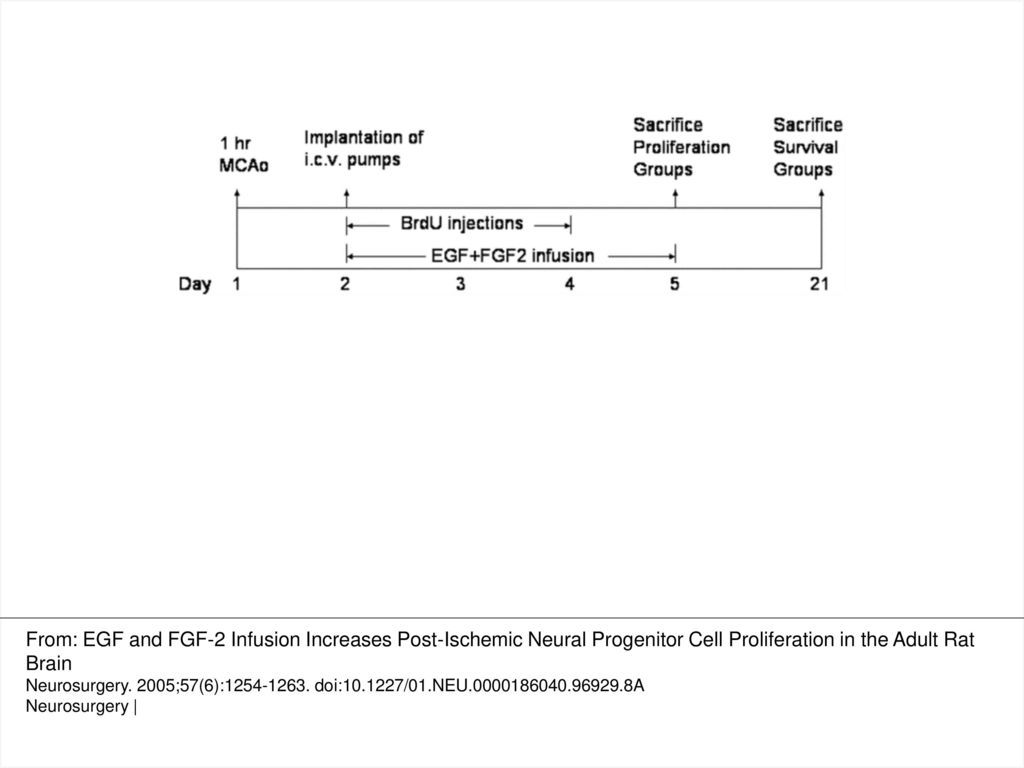 FIGURE 1. To study proliferation after ischemia, BrdUrd was injected for 3 days twice daily starting at 24 hours of reperfusion after transient MCAO. EGF and FGF-2 were infused continuously for 3 days using intraventricularly osmotic minipumps implanted 1 day after the occlusion or sham operation. The animals were sacrificed at the end of 5<sup>th</sup> day or 3<sup>rd</sup> week after the MCAO or sham operation.