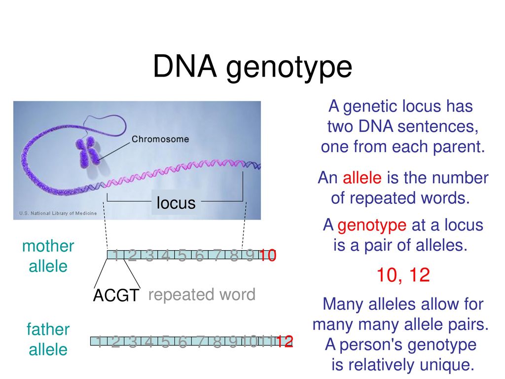The Triumph And Tragedy Of Dna Evidence Ppt Download