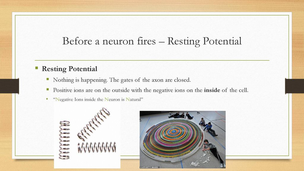 Before a neuron fires – Resting Potential