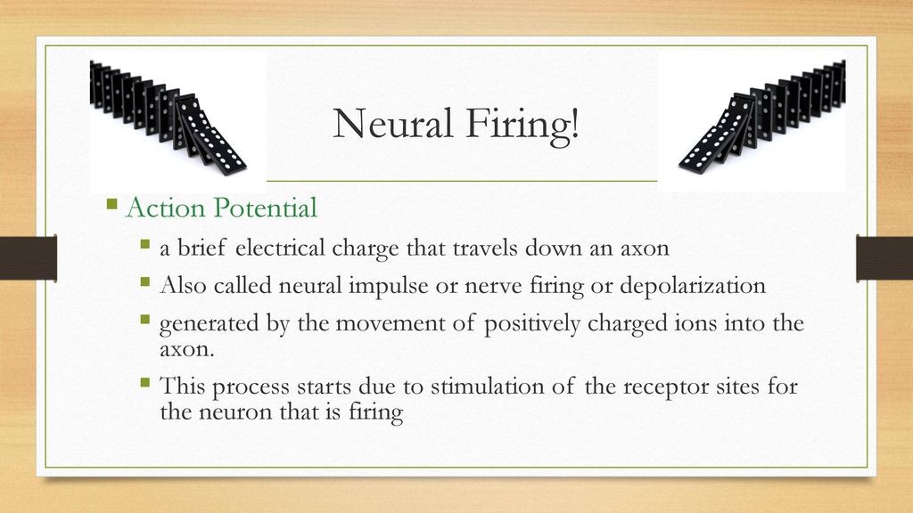 Neural Firing! Action Potential