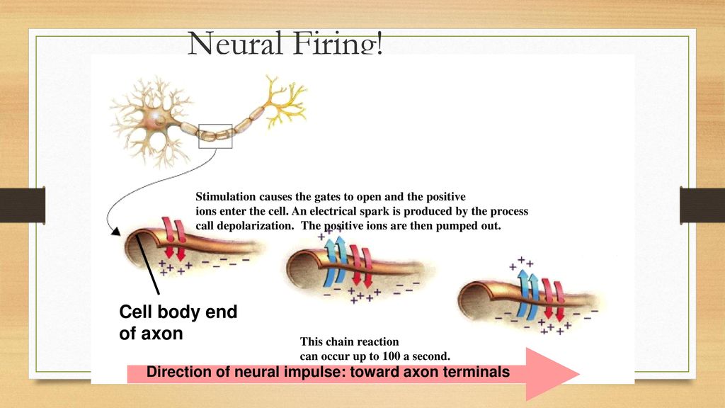 Neural Firing! Cell body end of axon