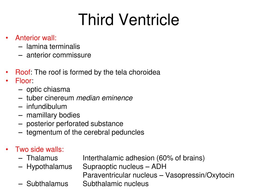 Meninges Csf Ventricular System Ppt Download