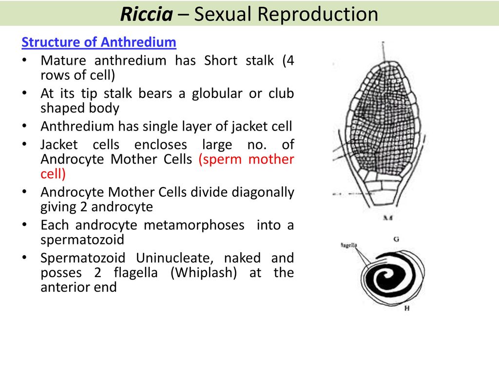 How Many Flagella Are Developed In Riccia Sperm