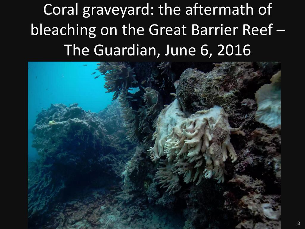 Coral graveyard: the aftermath of bleaching on the Great Barrier Reef – The Guardian, June 6, 2016