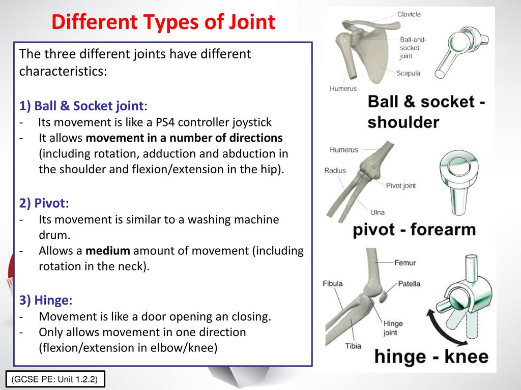 The Skeletal System Joints Ppt Download