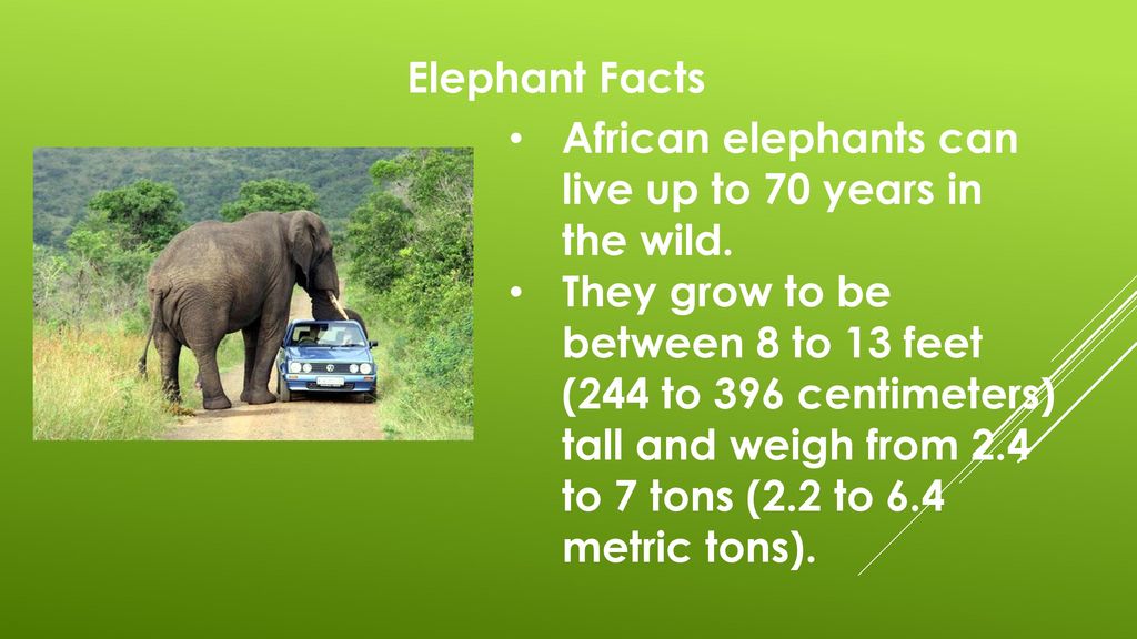 Elephants on the Move. - ppt download