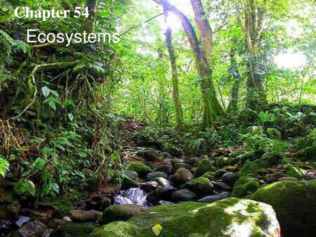 Chapter 54 Ecosystems. - Ppt Download