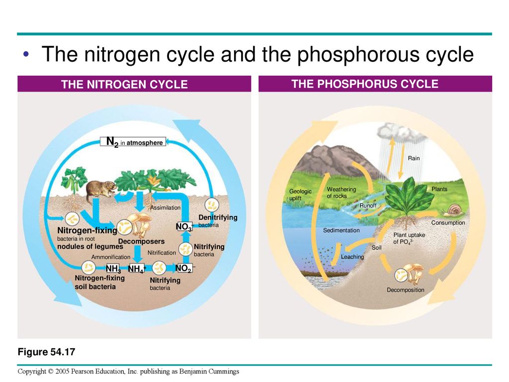 Chapter 54 Ecosystems. - ppt download