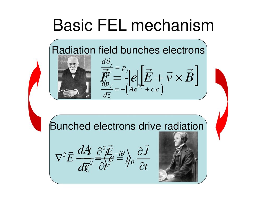 Basic FEL mechanism Radiation field bunches electrons
