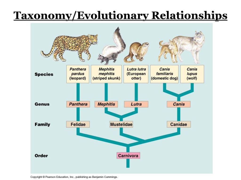 Species транскрипция. Систематика. Classification and species. Семейство Canidae. Семейство Canidae семейство Mustelidae семейство Felidae.