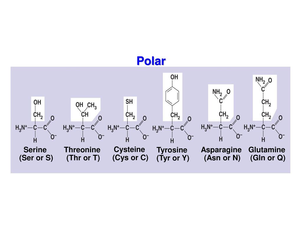 Amino Acids Ppt Download