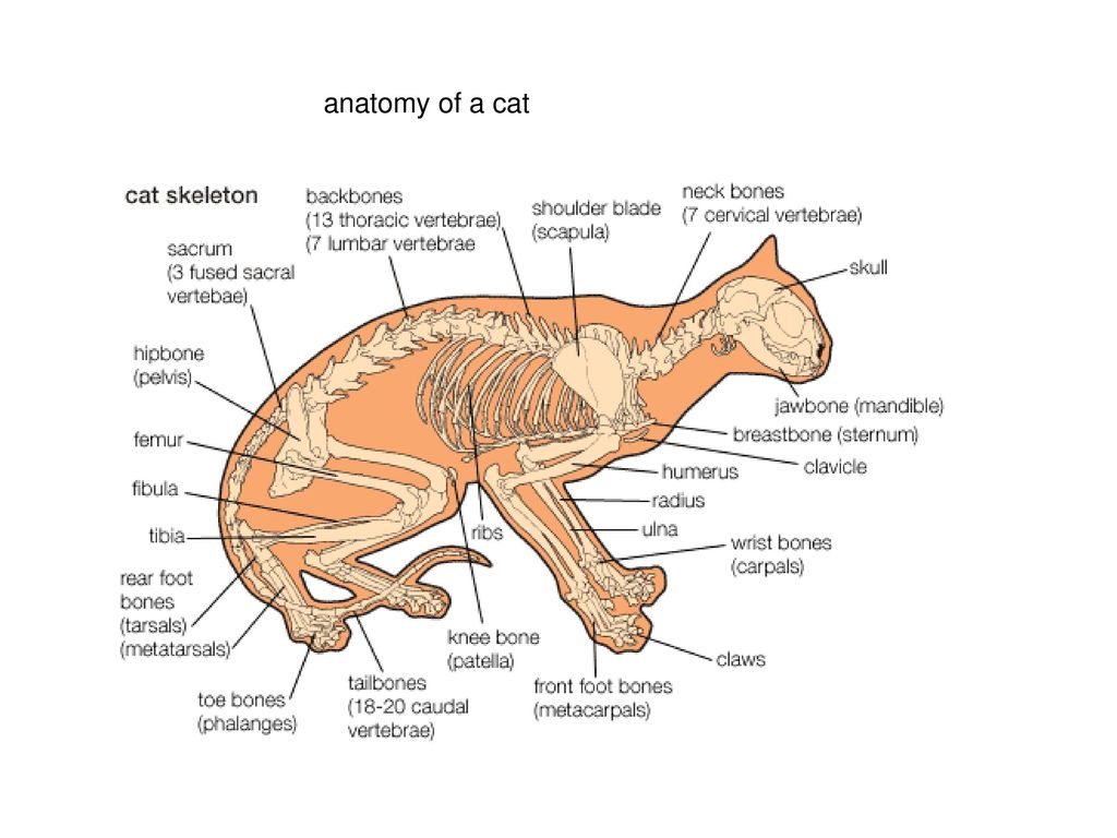Внешнее строение кошки кратко. Скелет кошки. Скелет кошки строение. Кошка сидит анатомия. Легкие кошки анатомия.
